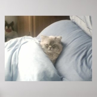 Cat Nap Poster print
