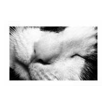 Cat Nap posters by Roberrrt_H Cat Nap posters