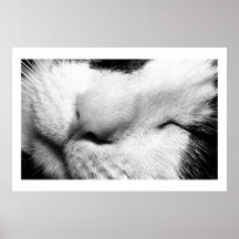 Cat Nap Poster