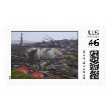 Cat Nap (Stamp)