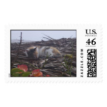 Cat Nap (Stamp) by richardmadgin Cat Nap (Stamp)