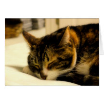 Cat Nap Too Greeting Cards