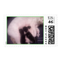 cat nursing stamp by KatAnnette cat nursing stamp