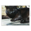 Cat Old Timer cards