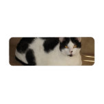 Cat On A Couch Return Address Label