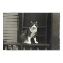 Cat on a rail posters