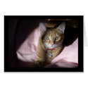 Cat on Beanbag Chair cards by CelestialPhotography Cat on Beanbag Chair cards