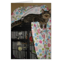 cat on birdcage card