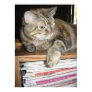 cat on bookshelf