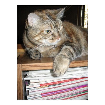 cat on bookshelf posters by DonnaGrayson_Photos