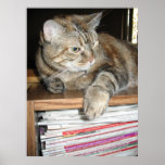 cat on bookshelf posters
