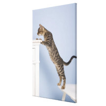 Cat on Chair, Dusseldorf, North Stretched Canvas Print
