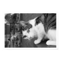 Cat  on Ledge Watching Bird Poster