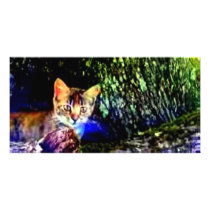 Cat on Oak Roots photo cards