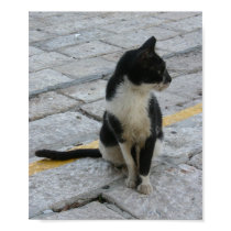 cat on pavement posters