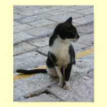 cat on pavement posters