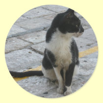 Cat on pavement stickers