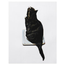 Cat on scales flyers