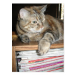 cat on the bookshelf post cards