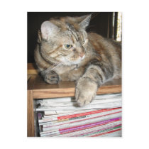cat on the bookshelf postcards