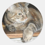 cat on the bookshelf stickers