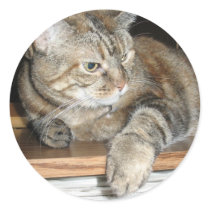 cat on the bookshelf stickers by DonnaGrayson_Photos cat on the bookshelf stickers