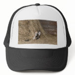 Cat on the Hat
