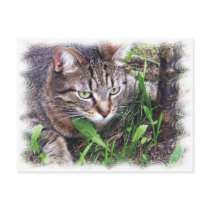 Cat on the prey postcards