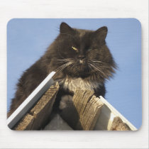 Cat on the Roof mousepads