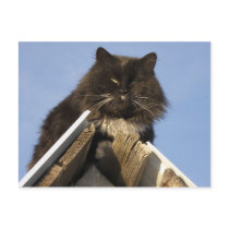 Cat on the roof postcards