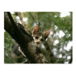 Cat on the tree postcard
