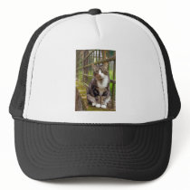 Cat on Wall Gift hats