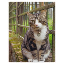 Cat on Wall Gift letterhead