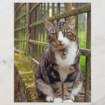 Cat on Wall Gift Personalized Flyer