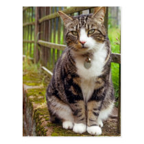 Cat on Wall Gift postcards