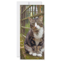 Cat on Wall Gift rack cards