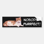 Cat Orange & White Bumper Sticker