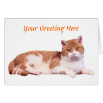 Cat Orange & White Card