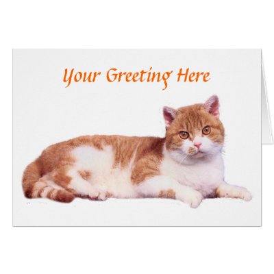 Cat Orange & White Card by purrfection