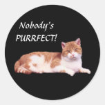 Cat Orange & White Sticker