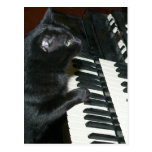 Cat organ recital post card