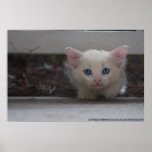 Cat Paducah August Photography Print