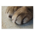 Cat Paws Card