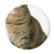 Cat Pet lover animal special friend kitten magnets by GeorgeBrulin Cat Pet lover animal special friend kitten magnets