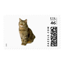 Cat Pet lover animal special friend kitten postage by GeorgeBrulin Cat Pet lover animal special friend kitten postage
