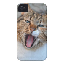 Cat Photo iPhone 4 Cover