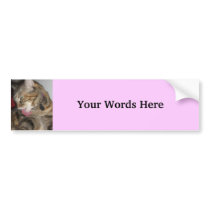 Cat photograph bumper stickers