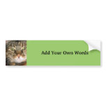 Cat photograph bumper stickers
