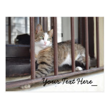 Cat Photography Postcard