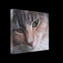Cat Portrait canvas prints